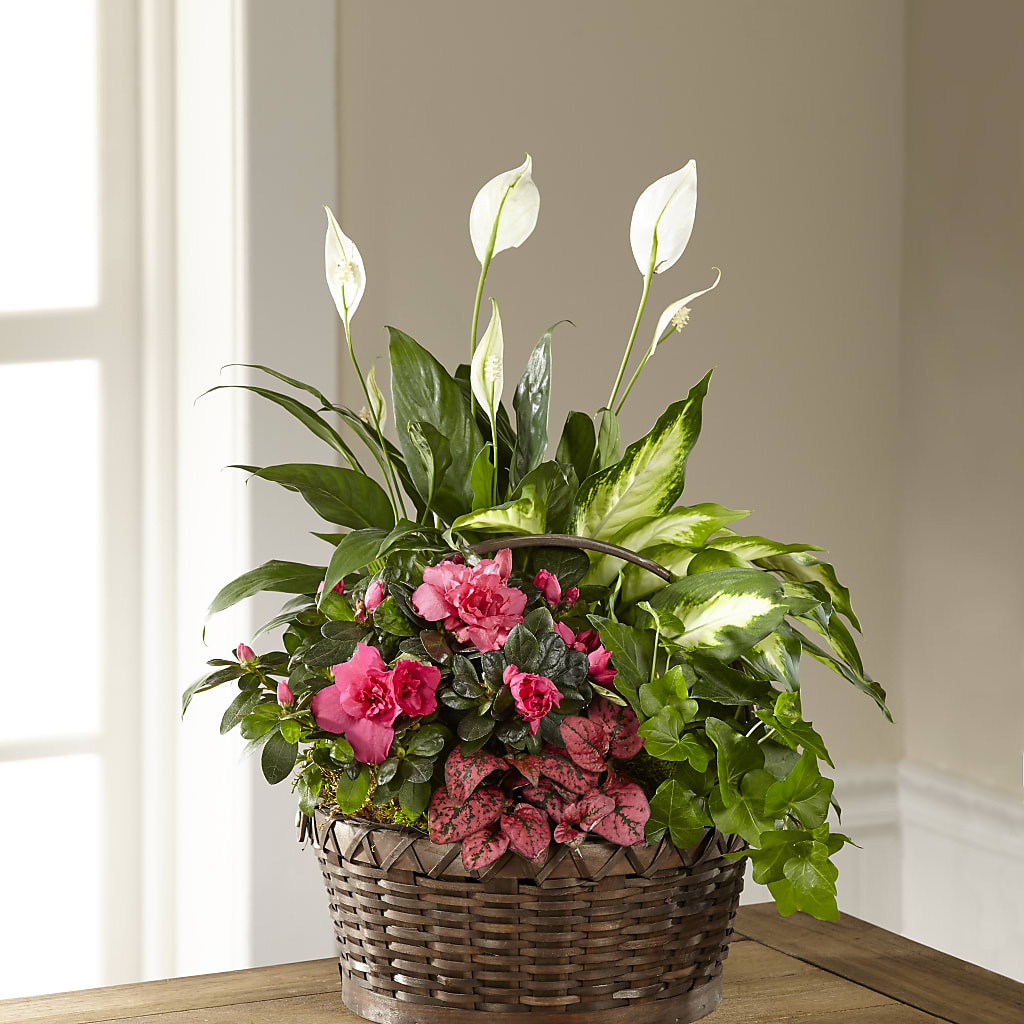 Dream in Pink Dishgarden – Designs By Lakeland Flowers, Plant City FL