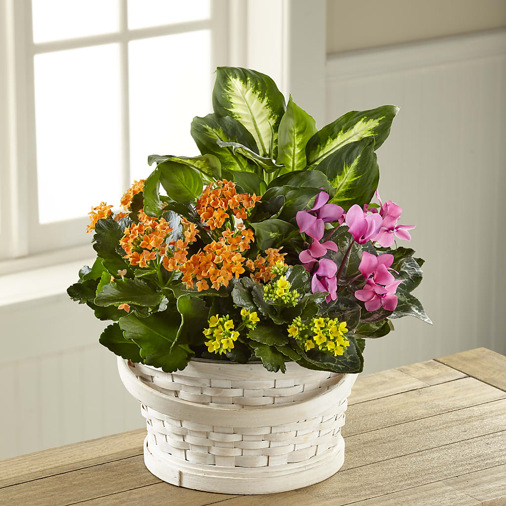 Color Crush Dishgarden – Designs By Lakeland Flowers, Plant City FL