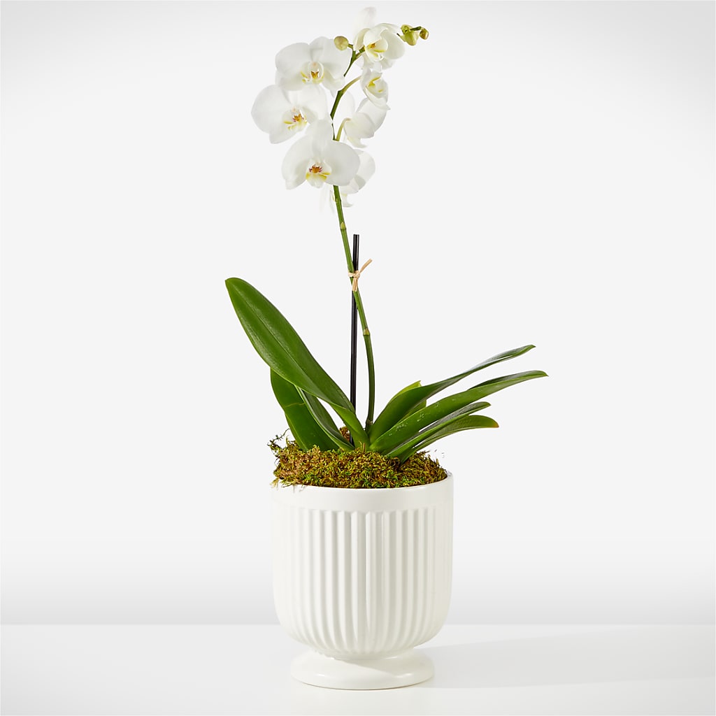 Whispering White Orchid – Designs By Lakeland Flowers, Plant City FL