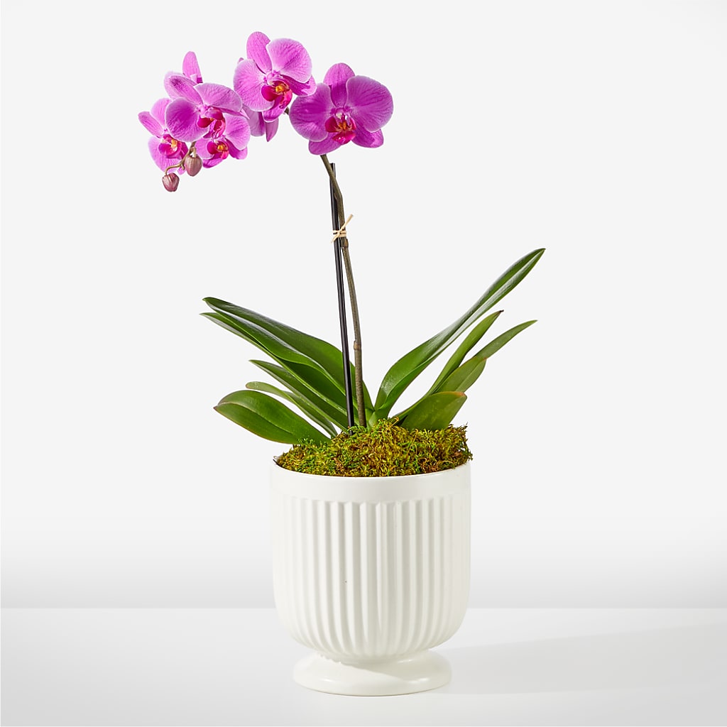 Friendly Fuchsia Orchid – Designs By Lakeland Flowers, Plant City FL