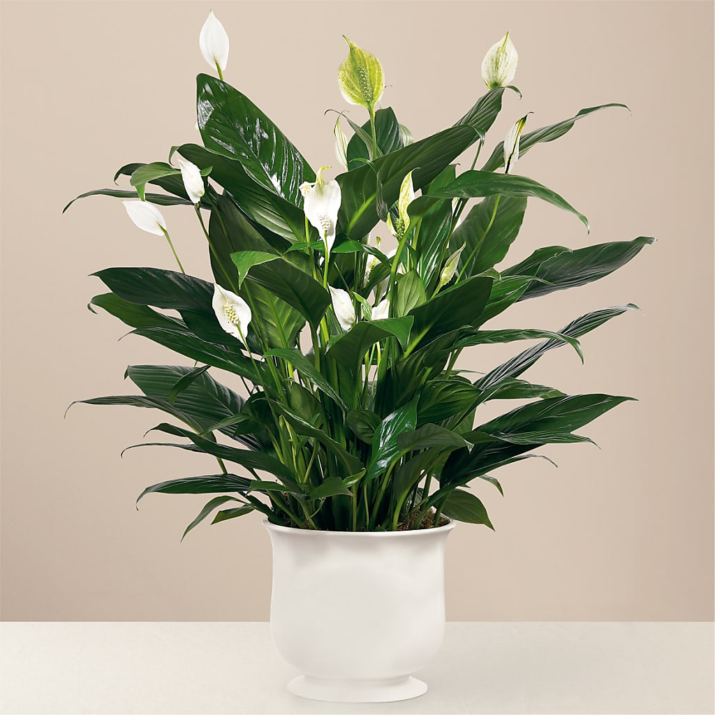 Comfort Planter – Designs By Lakeland Flowers, Plant City FL
