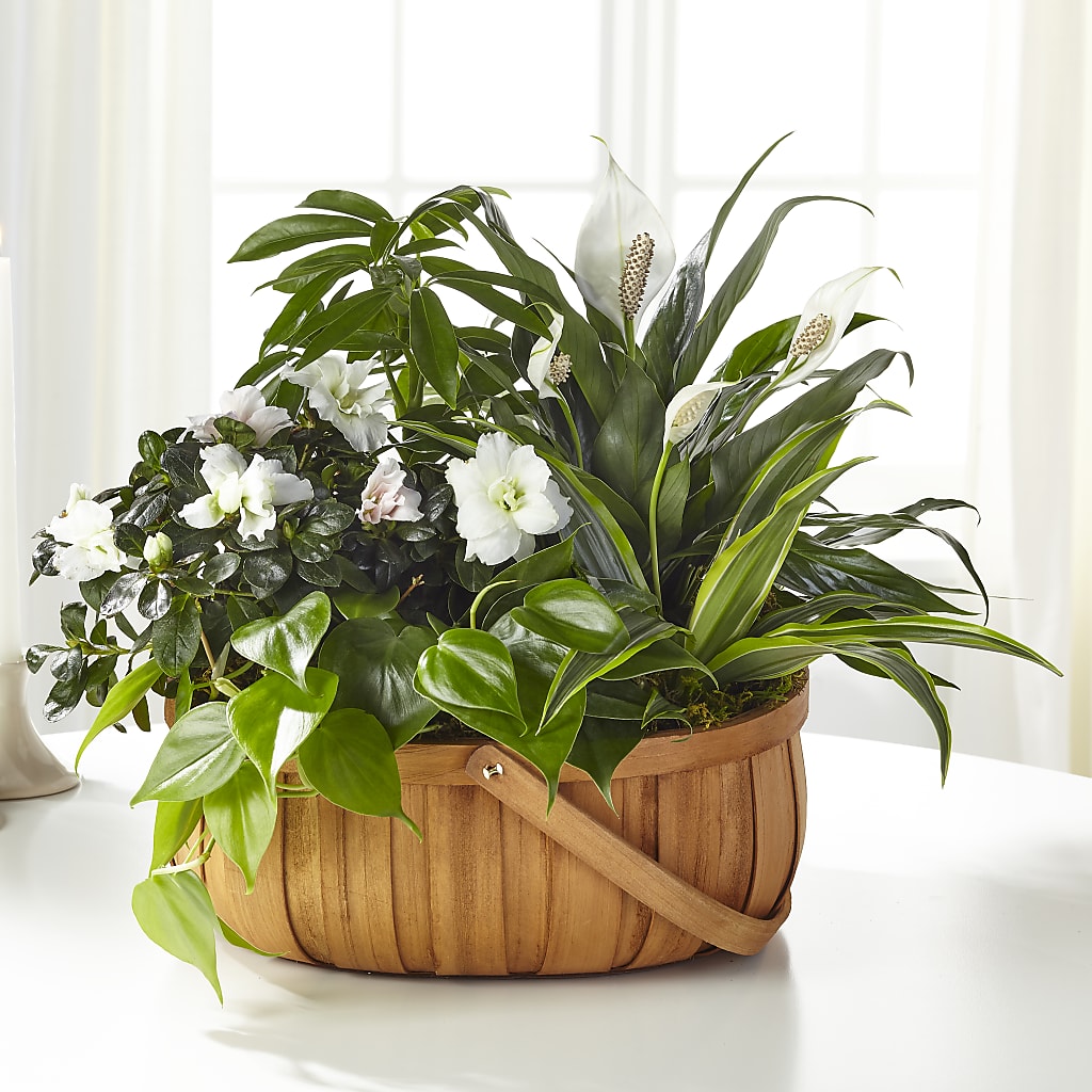Serene Dishgarden – Designs By Lakeland Flowers, Plant City FL