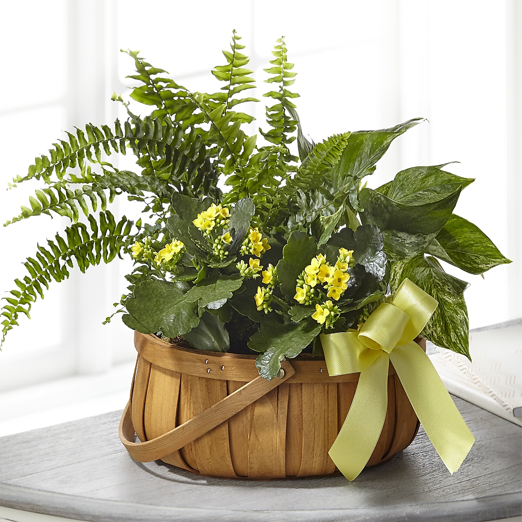 Always Dear Dishgarden – Designs By Lakeland Flowers, Plant City FL