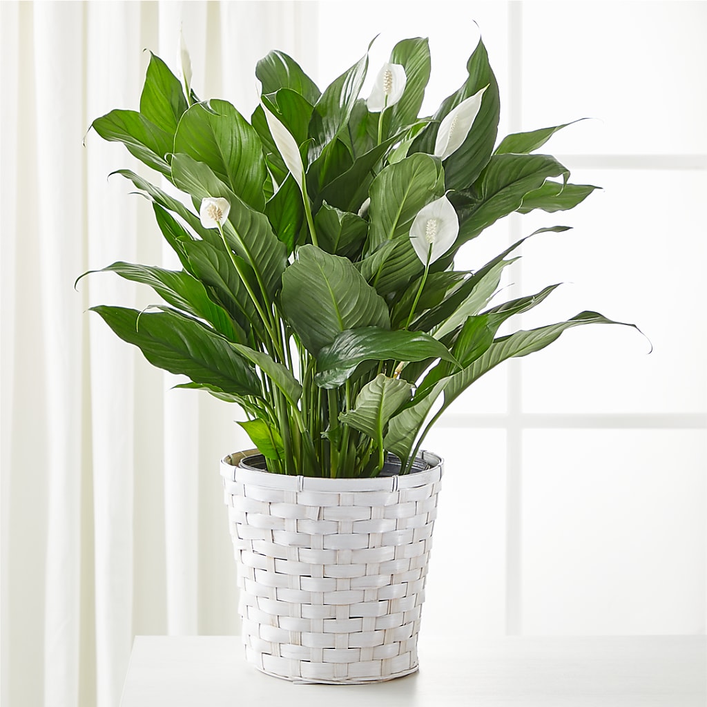 A New Leaf Peace Lily – Designs By Lakeland Flowers, Plant City FL
