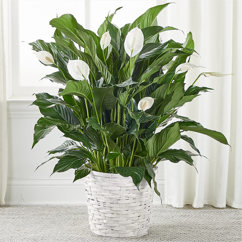 A New Leaf Peace Lily – Designs By Lakeland Flowers, Plant City FL