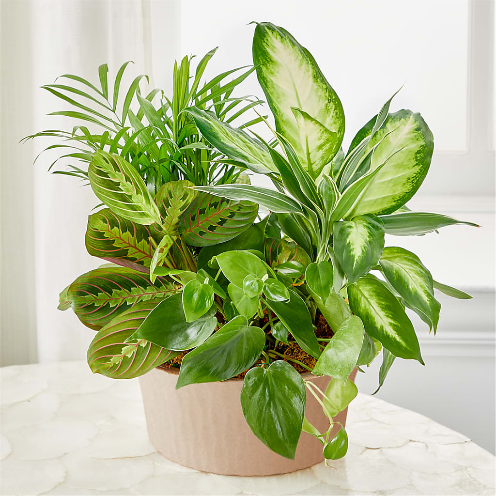 Balance & Harmony Dishgarden – Designs By Lakeland Flowers, Plant City FL