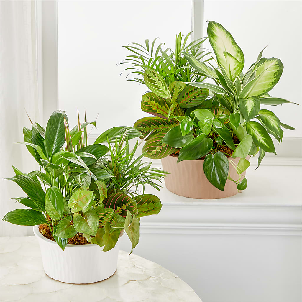Balance & Harmony Dishgarden – Designs By Lakeland Flowers, Plant City FL