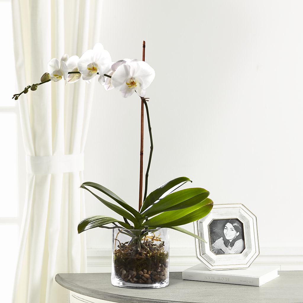 White Orchid Planter – Designs By Lakeland Flowers, Plant City FL