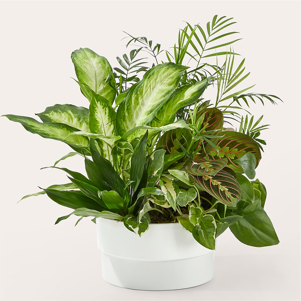 Radiating Positivity Dishgarden – Designs By Lakeland Flowers, Plant City FL