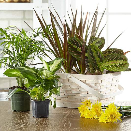 Florist Designed Blooming and Green Plants in a Basket –  Designs By Lakeland Flowers, Plant City FL