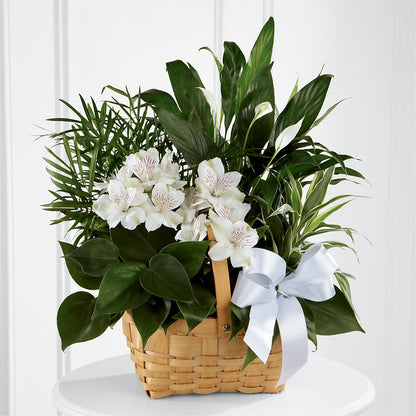 Peace & Serenity Dishgarden –  Designs By Lakeland Flowers, Plant City FL