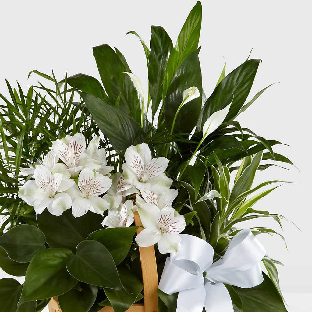 Peace & Serenity Dishgarden –  Designs By Lakeland Flowers, Plant City FL