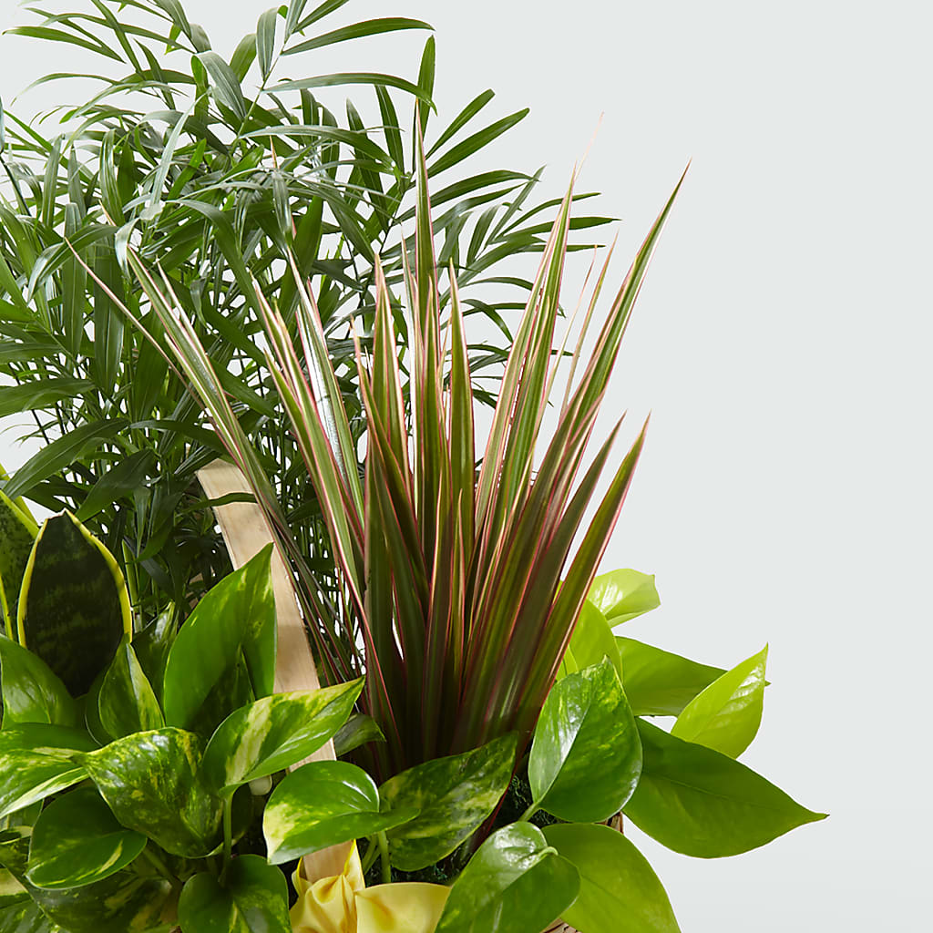 French Garden –  Designs By Lakeland Flowers, Plant City FL