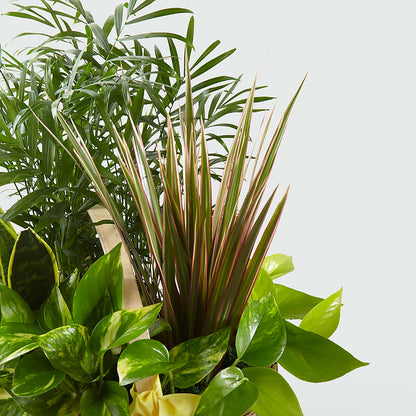 French Garden –  Designs By Lakeland Flowers, Plant City FL