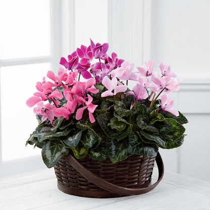 Mixed Cyclamen Planter –  Designs By Lakeland Flowers, Plant City FL