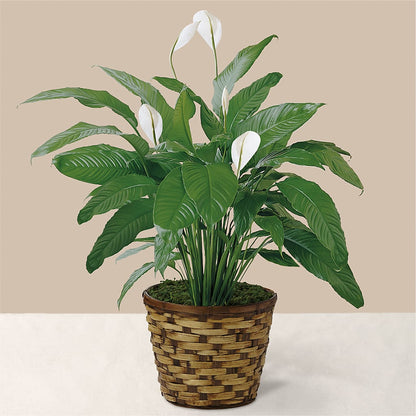 Tranquil Moments Peace Lily Plant –  Designs By Lakeland Flowers, Plant City FL