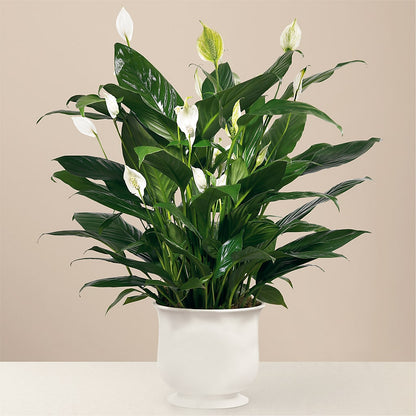 Comfort Planter –  Designs By Lakeland Flowers, Plant City FL