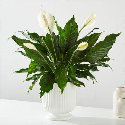 Comfort Planter –  Designs By Lakeland Flowers, Plant City FL