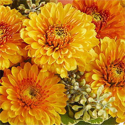 Peachy Pumpkin –  Designs By Lakeland Flowers, Plant City FL