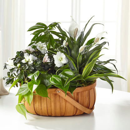 Serene Dishgarden –  Designs By Lakeland Flowers, Plant City FL