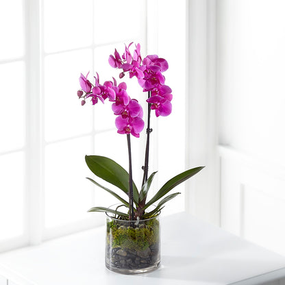Pink Orchid Plant –  Designs By Lakeland Flowers, Plant City FL