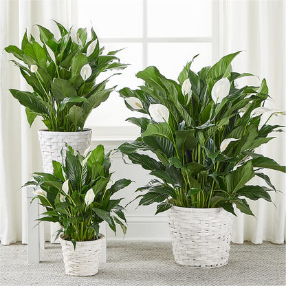 A New Leaf Peace Lily –  Designs By Lakeland Flowers, Plant City FL
