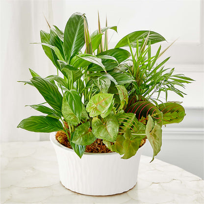 Balance & Harmony Dishgarden –  Designs By Lakeland Flowers, Plant City FL