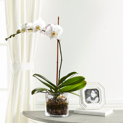 White Orchid Planter –  Designs By Lakeland Flowers, Plant City FL